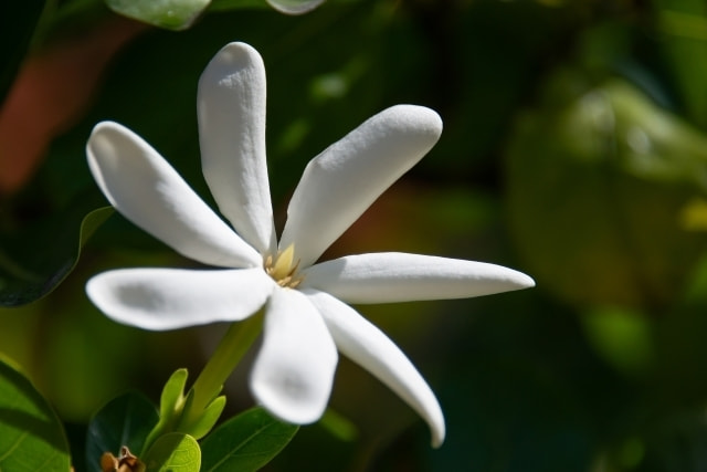 lehua